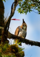Orel ozdobny - Ornate hawk-eagle - Spizaetus ornatus o2169